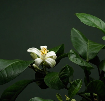 Bergamot'un İzinde: Calabria'dan Şişeye Bir Botanik Yolculuk