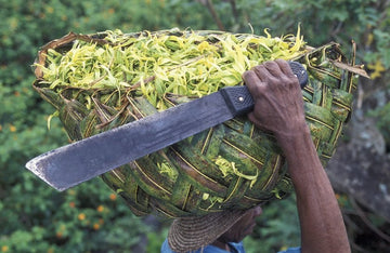 Ylang Ylang Yağı Nedir? Faydaları Nelerdir?